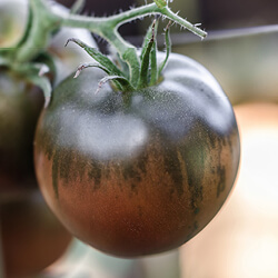 Braune Tomaten Samen