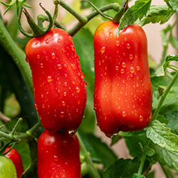 Flaschentomatensamen