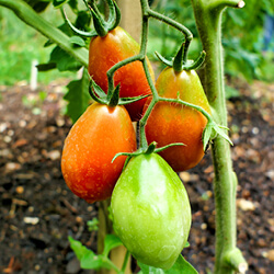 Pflaumentomatensamen