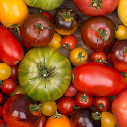 Bunte Tomaten Samen
