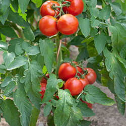 Strauchtomatensamen