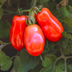 San Marzano Tomatensamen