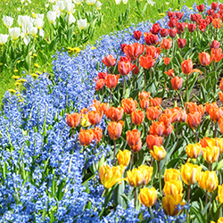 Blumenzwiebelmischungen