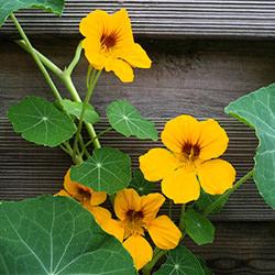 Kapuzinerkressesamen