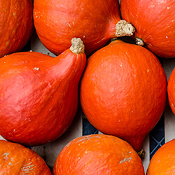 Hokkaidokürbissamen