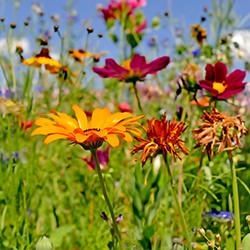 Mössinger Blütenträume