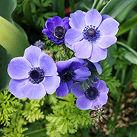 Anemonenknollen