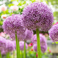 Zierlauchzwiebeln / Allium