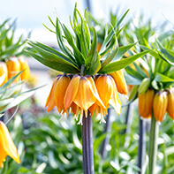 Kaiserkronenzwiebeln