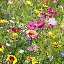 Wildblumenwiese