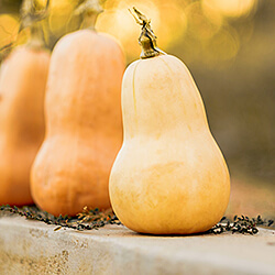 Butternutkürbissamen