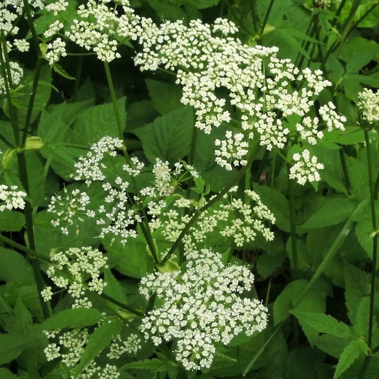 Wildkräuter gibt es auch im Garten Samenhaus Gartenblog