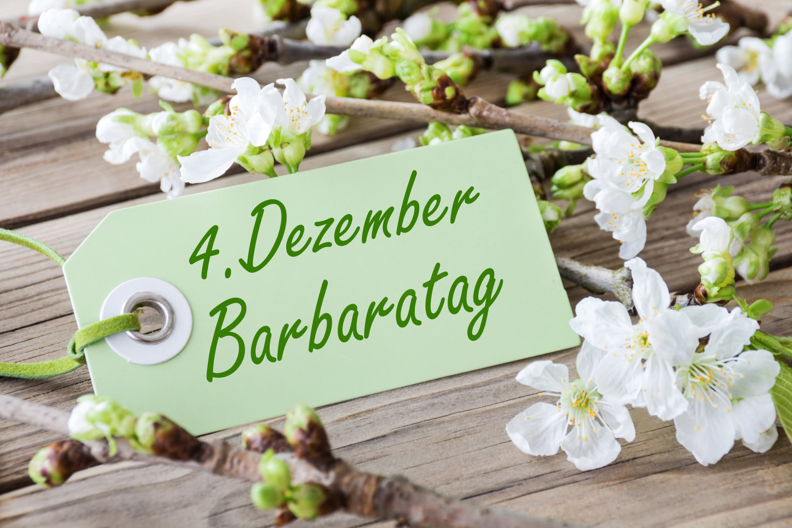 Barbarazweige die Hommage an die Heilige Barbara Samenhaus Gartenblog