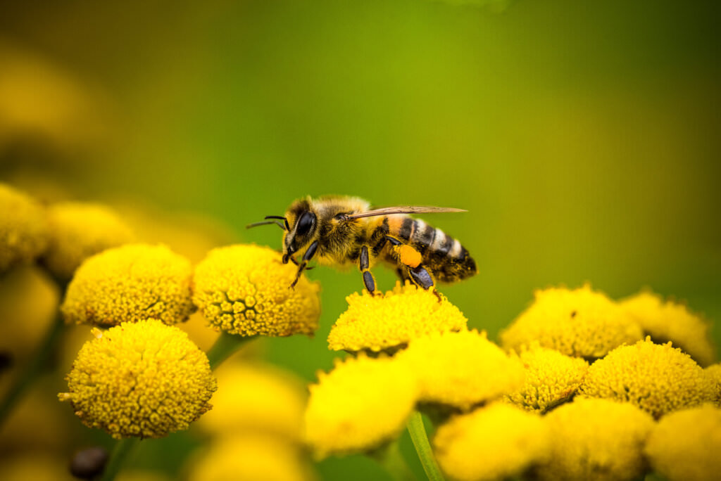 So können Sie Wildbienen unterstützen