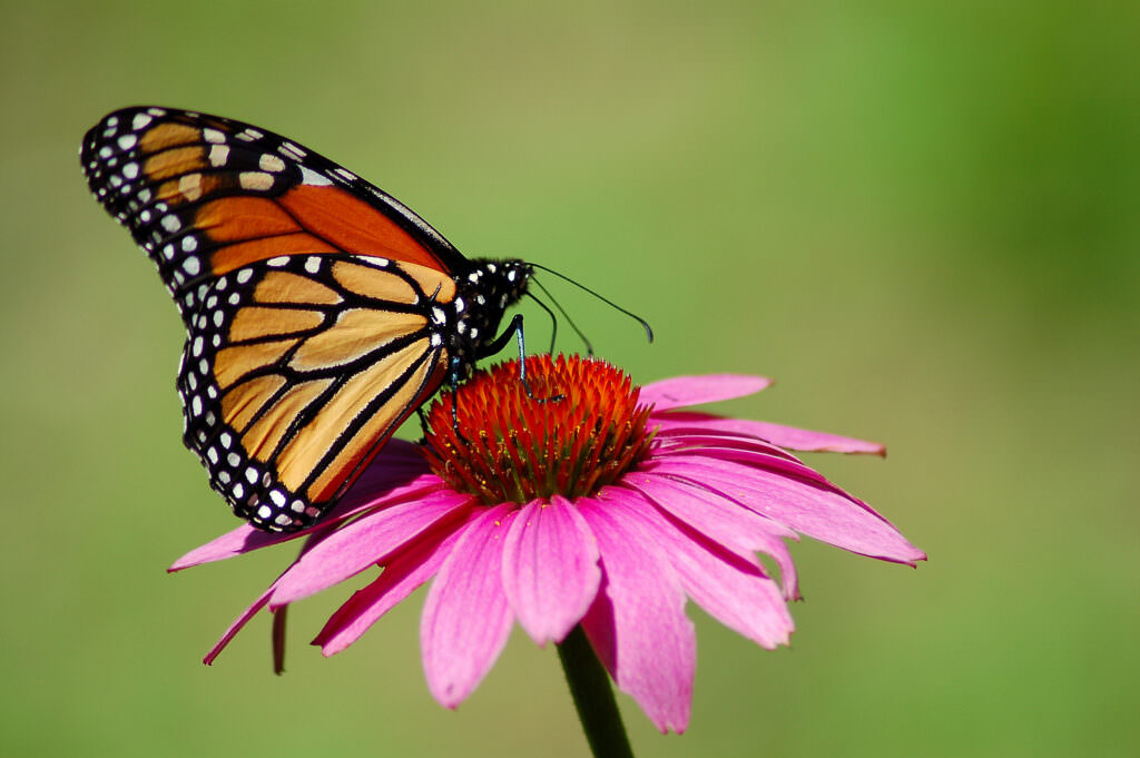 Mit diesen Pflanzen ziehen Sie Schmetterlinge an - Samenhaus Gartenblog