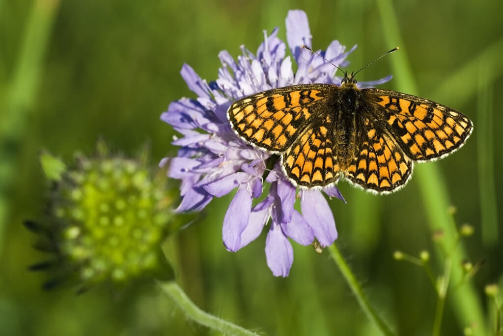 Mit diesen Pflanzen ziehen Sie Schmetterlinge an - Samenhaus Gartenblog