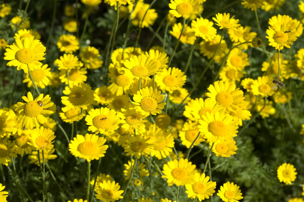 Mit diesen Pflanzen ziehen Sie Schmetterlinge an - Samenhaus Gartenblog