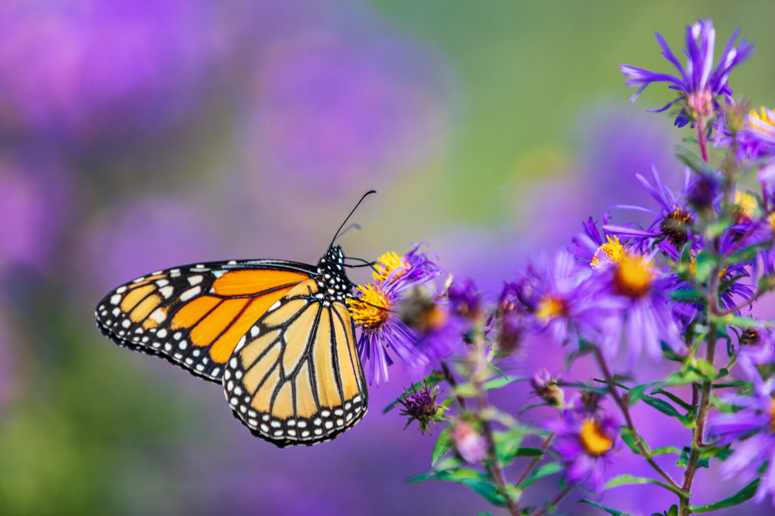 Mit diesen Pflanzen ziehen Sie Schmetterlinge an - Samenhaus Gartenblog