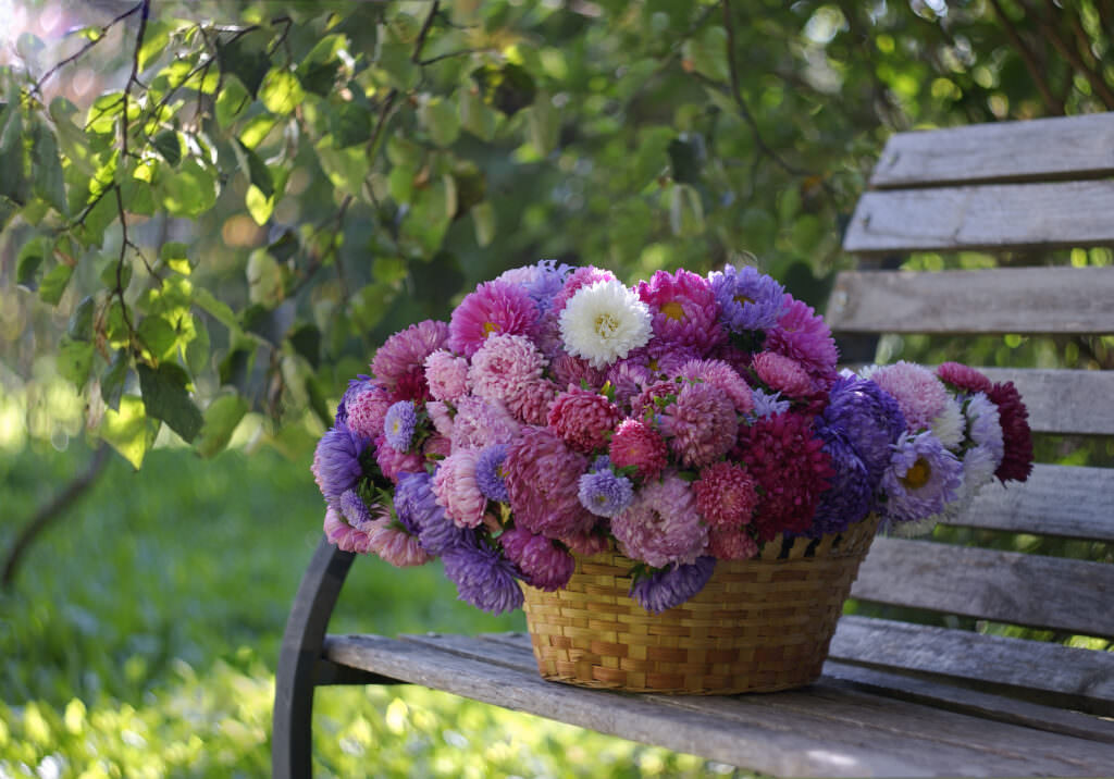 Mit diesen Pflanzen ziehen Sie Schmetterlinge an - Samenhaus Gartenblog