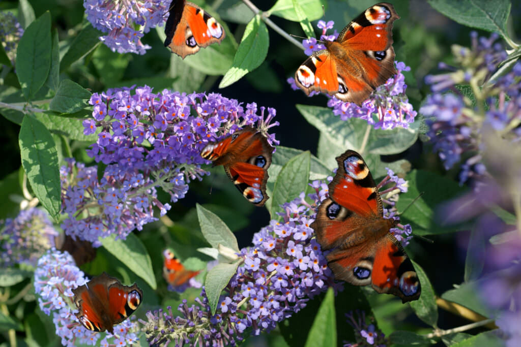 Mit diesen Pflanzen ziehen Sie Schmetterlinge an - Samenhaus Gartenblog