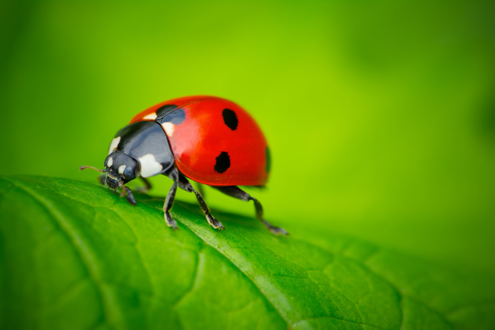 Г божья коровка. Ladybug Божья коровка. Села Божья коровка. Божья коровка на листике. Человек Божья коровка.