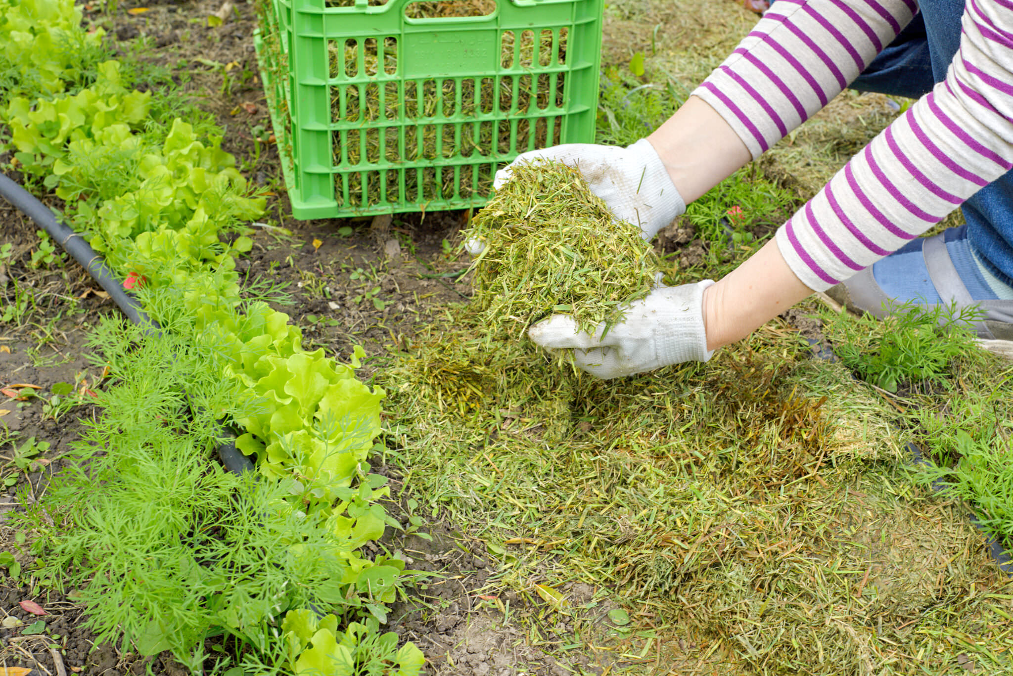 Mulchen Im Garten - So Geht Es - Samenhaus Gartenblog