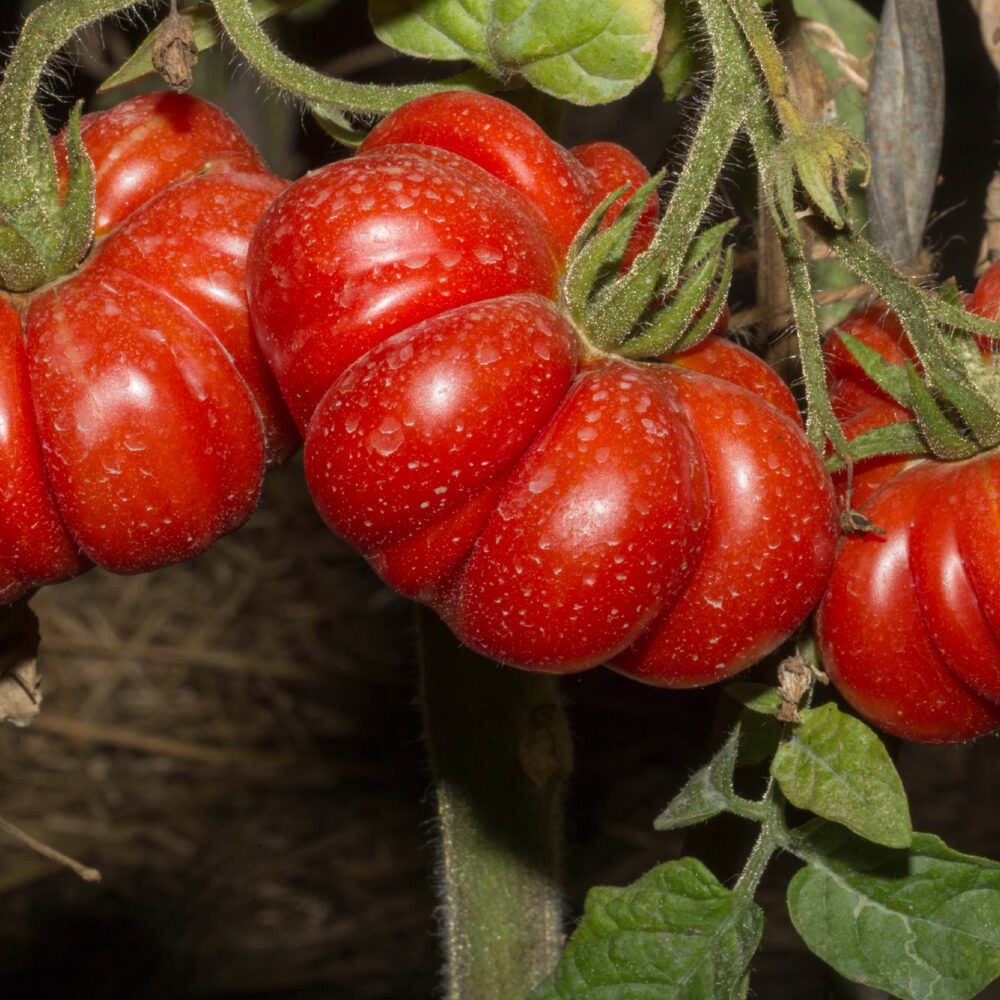 Alte Tomatensorten: Ein kulinarisches Erbe mit unverwechselbarem Geschmack