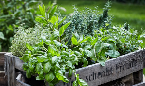 Basilikum und andere Kräuter in einem Kräuterbeet, gebaut aus einer Weinkiste mit der Aufschrift "Wein schenkt Freude". Das Ganze befindet sich in einem Garten.