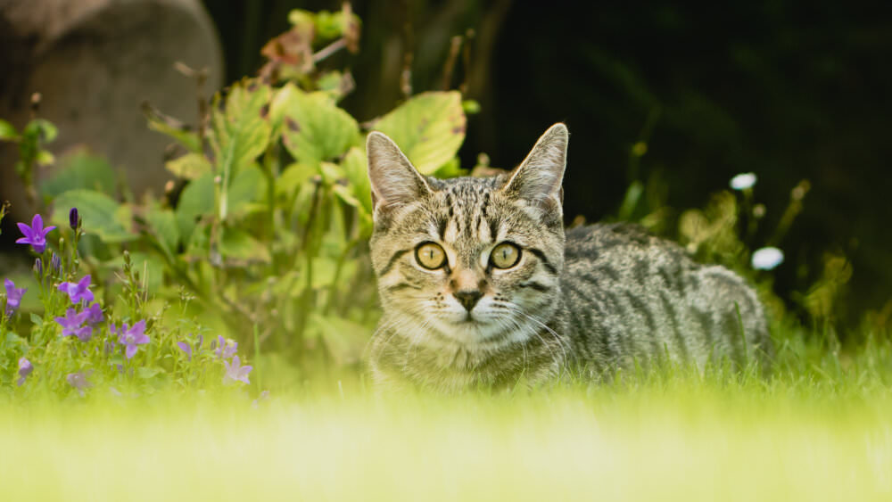 Katzen vertreiben » So halten Sie die Tiere aus Ihrem Garten fern