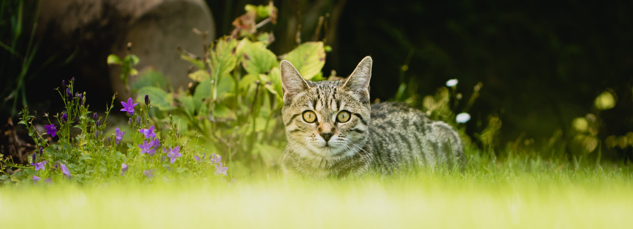 Nachbars Katze im Gemüsebeet – wie kann man das verhindern? - Samenhaus  Gartenblog