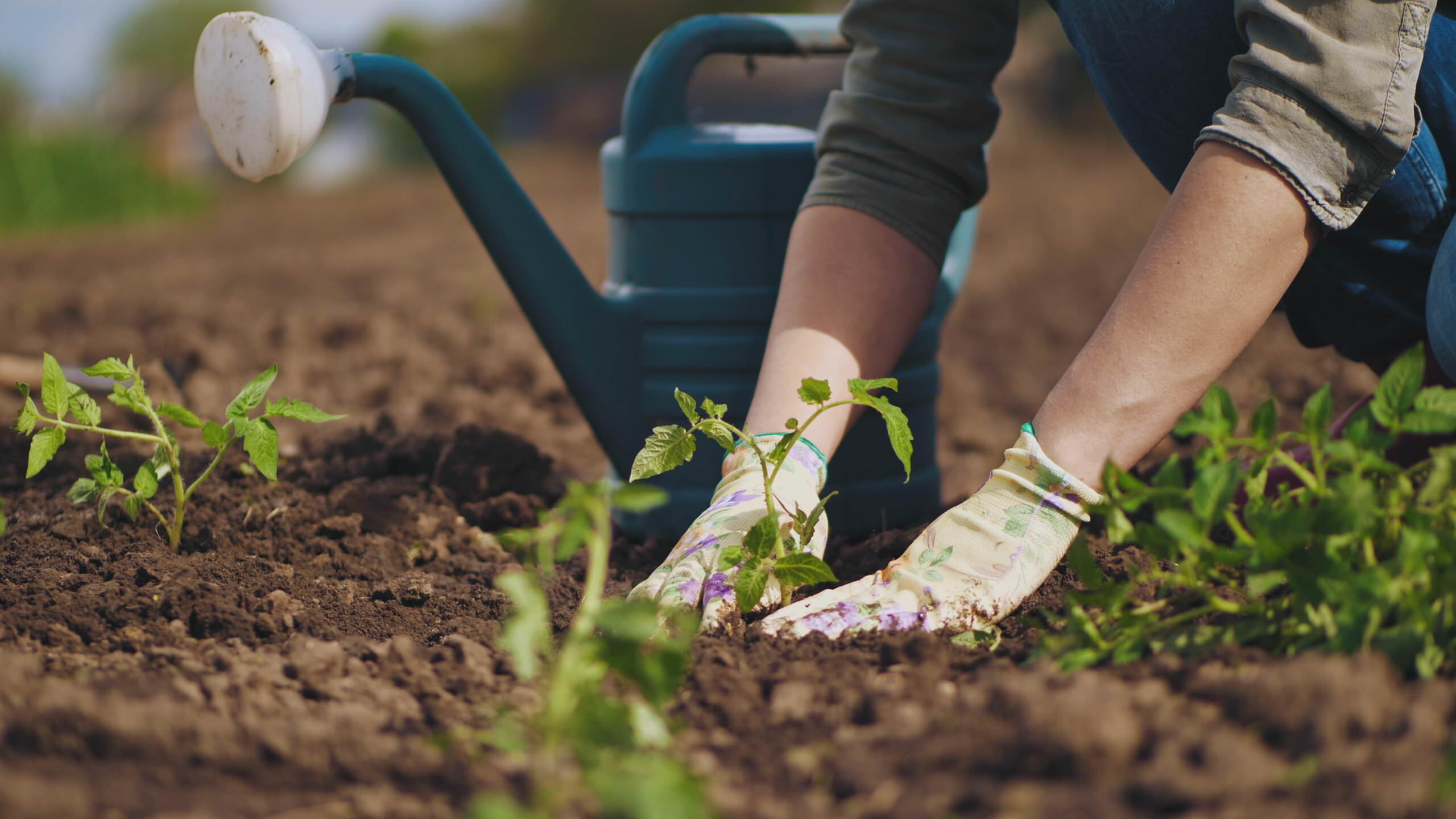 fr-her-ins-gartenjahr-starten-diese-m-glichkeiten-gibt-es-samenhaus