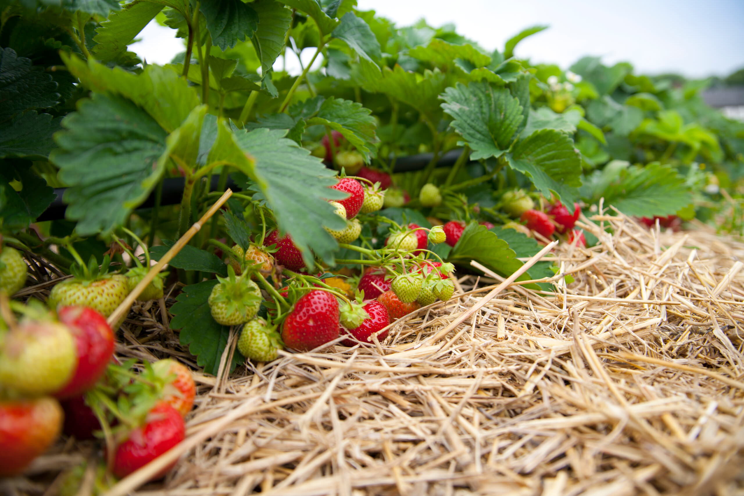 Anbau Von Erdbeeren: Was Sie Bei Pflanzung Und Pflege Beachten Sollten ...