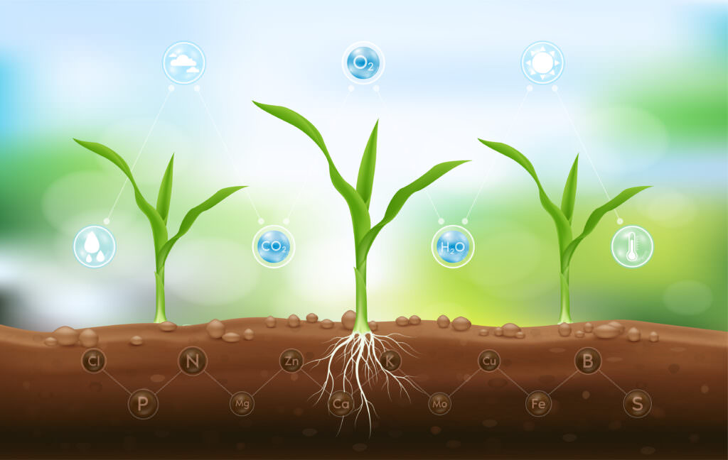 Rhizophagie: Pflanzen fressen mit ihren Wurzeln Mikroben