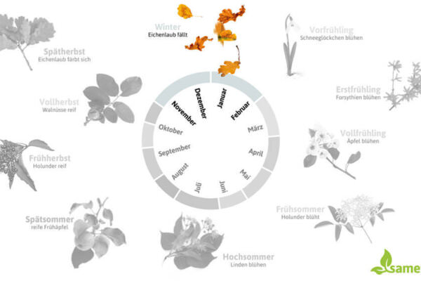 Phänologischer Kalender Winter