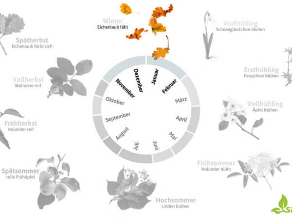 Phänologischer Kalender Winter – wenn die Natur ruht