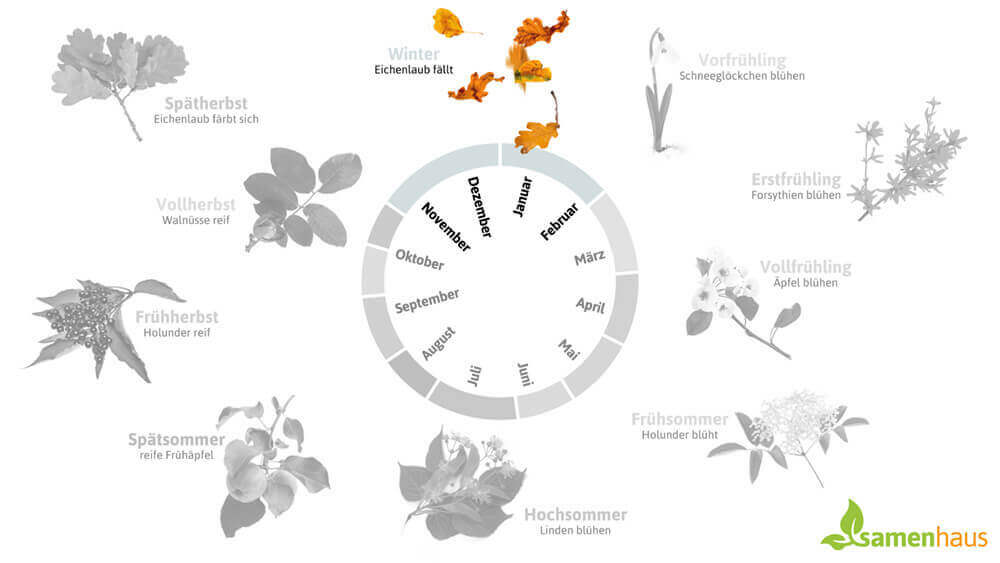 Phänologischer Kalender Winter