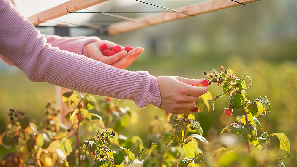 Rankhilfe für Himbeeren und Brombeeren – so halten Sie die Beeren im Zaum