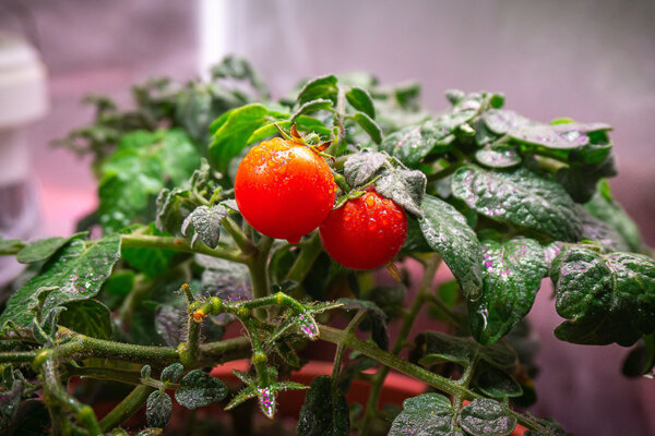 Growbox mit Tomatenpflanze