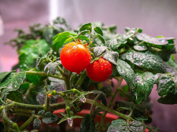 Growbox mit Tomatenpflanze