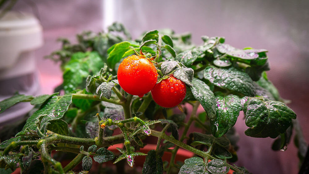 Growbox mit Tomatenpflanze