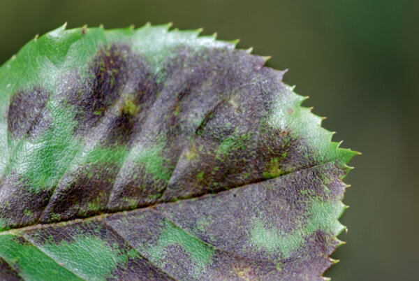 Sternrußtau auf Blatt