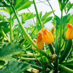 Zucchini trägt keine Früchte: Maßnahmen für bessere Erträge