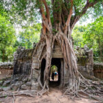 Tempel-Bäume von Angkor