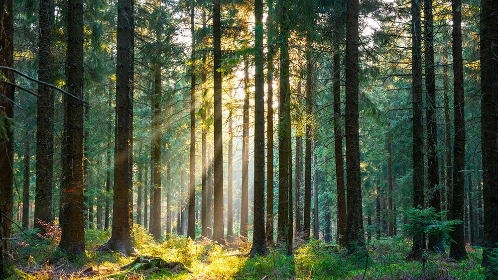 Bäume Wald