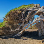 Wacholderwald von El Hierro