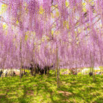 Blauregen im Ashikaga-Blumenpark