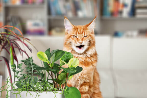 Katze Pflanze