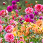 Biostimulanzien: Nutzungsmöglichkeiten im heimischen Garten