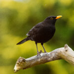 Amsel