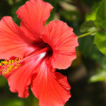 Hibiskus – der üppig blühende Sommerstrauch